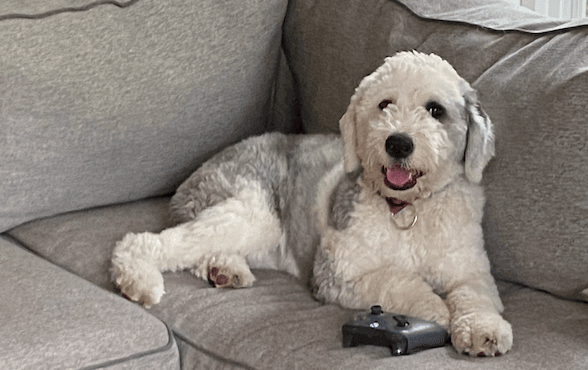 Pets and the use of Extra Virgin Olive Oil - Ilias and Sons