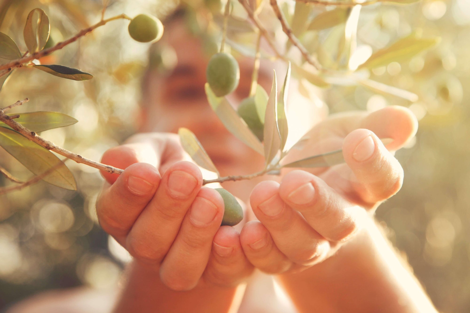Polyphenols: What are they, and why does their presence in EVOO matter? - Ilias and Sons