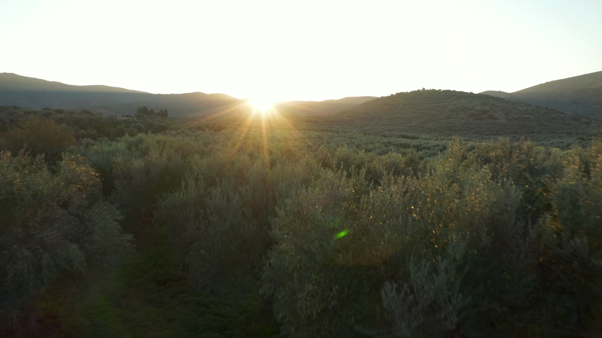 Sunrise over an olive grove in Lakonia, Greece