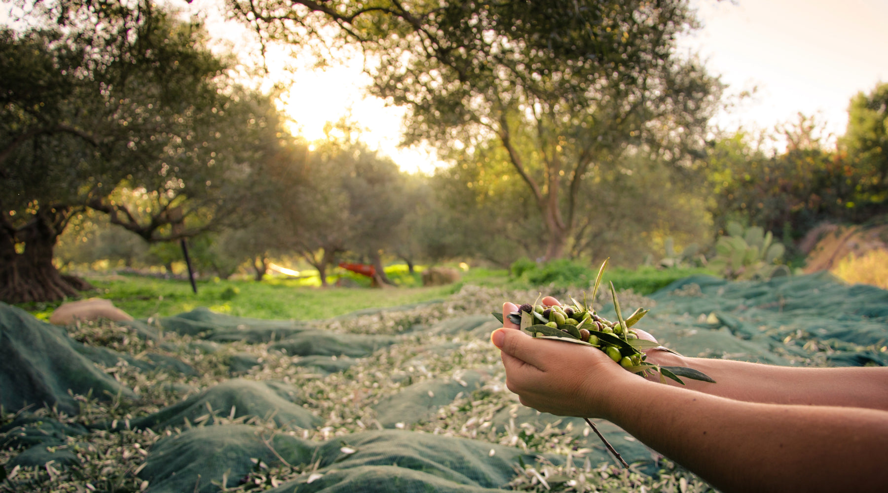Farmer hands holding olives