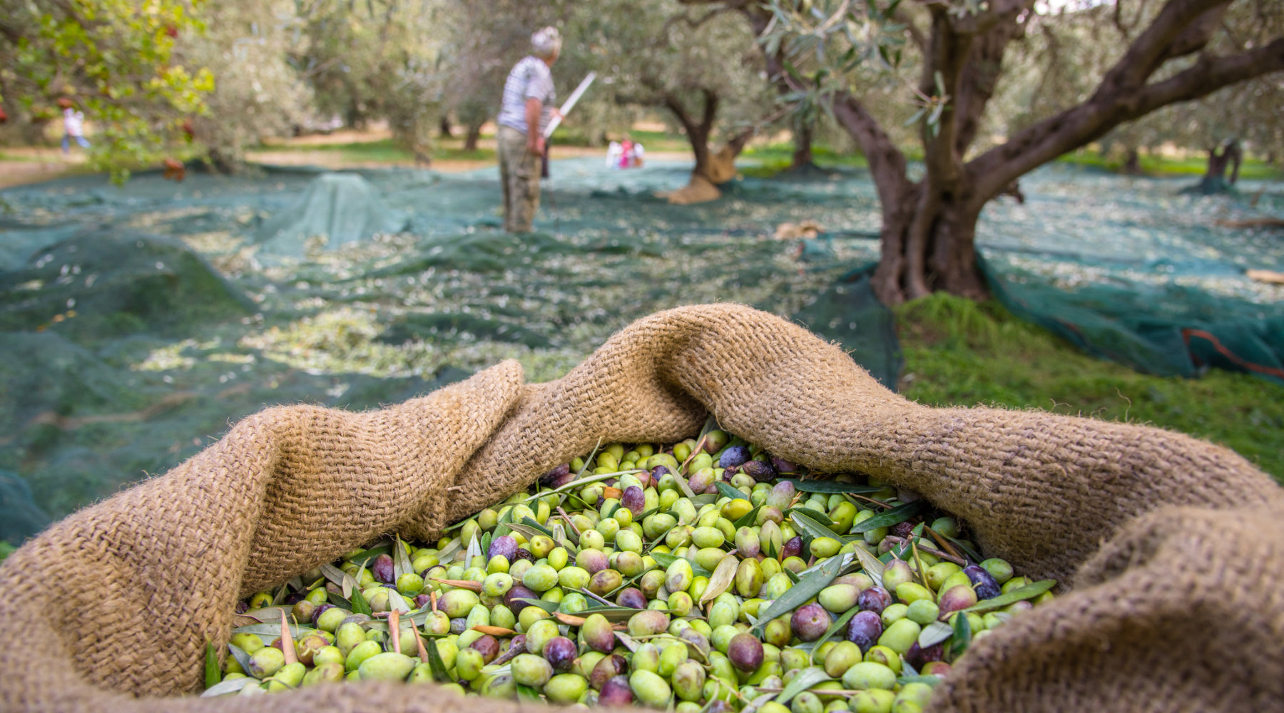 Olive harvest sacks
