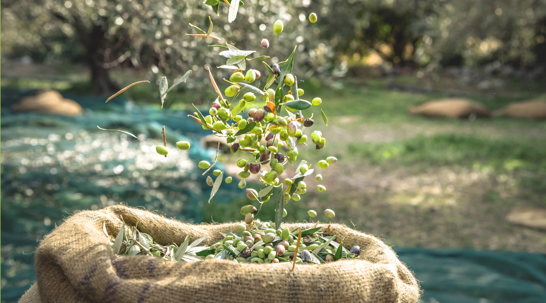 Fresh olives being harvested and falling into a traditional burlap sack at Ilias and Sons olive groves